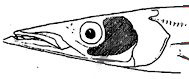 Sphyraena  sphyraena_claves